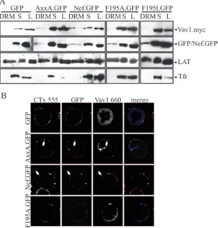 FIG. 8. Role of F195 in microdomain recruitment of Vav by Nef. (A) Western blot analysis of DRM ﬂotation from JTag T lymphocytestransiently expressing the indicated Nef.GFP fusion proteins or GFP together with myc-tagged Vav1 (see legend to Fig