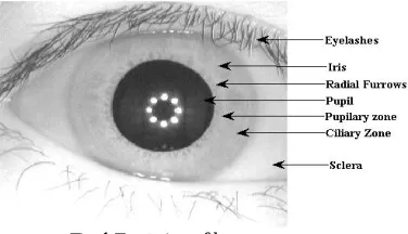 Fig. 1 Front view of human eye  