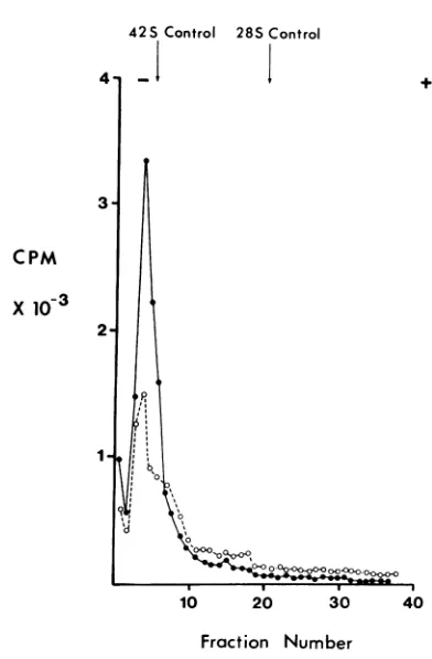 FIG. EffectAwasviral 4. of heating on viral RN RNA, dissolved in either EPB (a) heated at 85 C for 3 miii and quic)lor