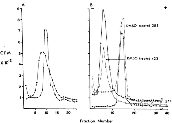 FIG. 5.are28Sdissolvedmide-agaroseB,inItwas was 10 32P-labeled Effect ofDMSO on viral and cellular RNA