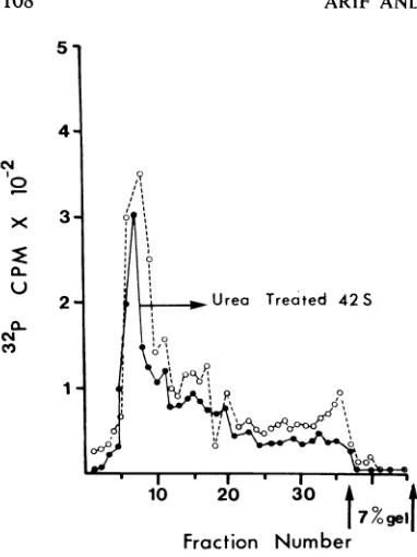 FIG. 8.dissolvedout10 min. Absence of small-molecular-weight RNA from the geniome o, Sinzdbis vurus.0P-labeled in 10 jliters of EPB (see text) followed by viral RNA was 0.1 ml of DMSO an2d inicubated at room temperature for It was theii layered on1O0%o pol