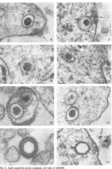 FIG. 6. Liglht capsidfree in the cytoplasm. At 5 min. X 180,000.FIG. 7. Denise ill-defined capsid