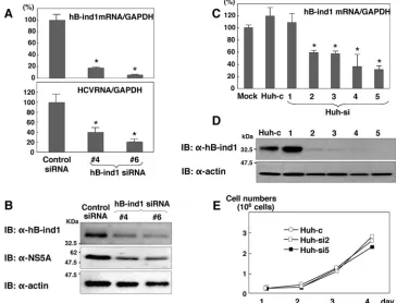 FIG. 3. Effects of hB-ind1 knockdown on HCV replication. (A) Huh9-13 cells were transfected with siRNA 4 or siRNA 6 (#4 or #6,respectively), targeted to the hB-ind1 gene, or with a nonspeciﬁc siRNA, at a ﬁnal concentration of 20 nM, and were harvested at 72 h