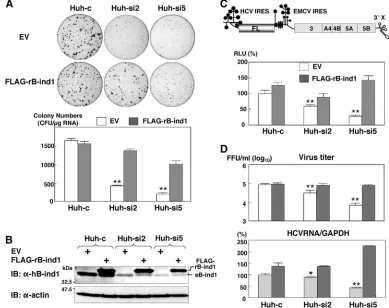 FIG. 4. Effects of hB-ind1 knockdown on the replication of HCV RNA and the production of infectious particles