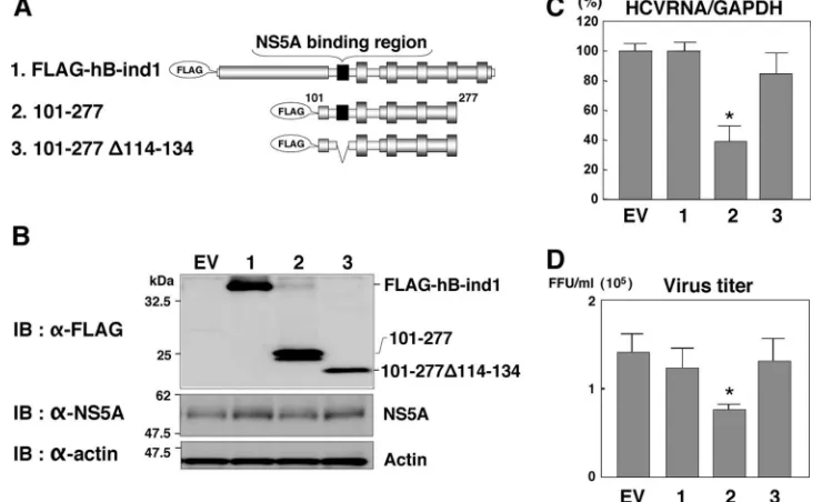 FIG. 5. Dominant-negative effect of an hB-ind1 mutant on the replication of HCV. (A) Plasmids encoding full-length hB-ind1 (construct 1) ordeletion mutants of hB-ind1 retaining (construct 2) or lacking (construct 3) the NS5A binding region