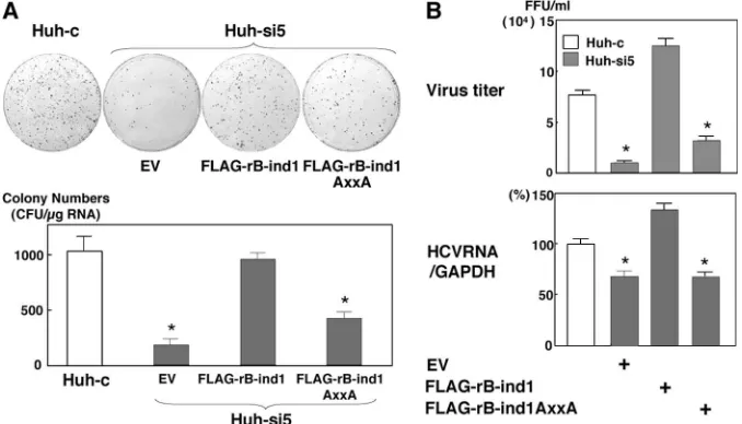 FIG. 7. Role of the interaction of hB-ind1 with Hsp90 in the replication of HCV. (A) hB-ind1 knockdown (Huh-si5) and control (Huh-c) celllines were transfected either with a plasmid encoding the FLAG-tagged siRNA-resistant hB-ind1 (FLAG-rB-ind1) or FLAG-rB-ind1AxxA (with