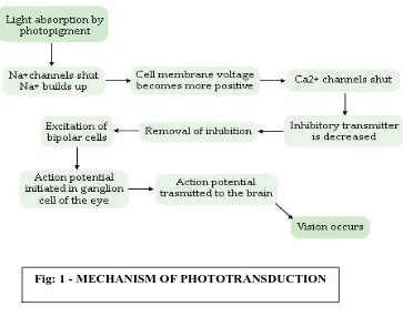Fig: 1 - MECHANISM OF PHOTOTRANSDUCTION
