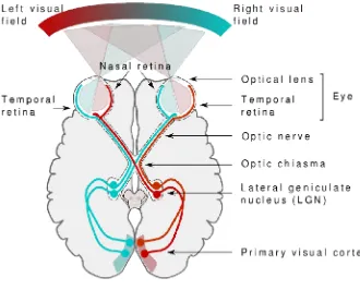 Fig:2 Schematic diagram of Optic Pathway