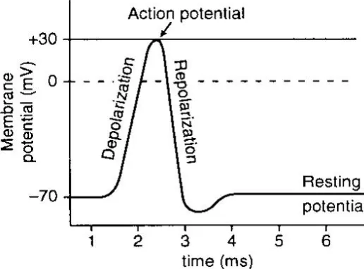 Fig : 4 Phases of Action Potential