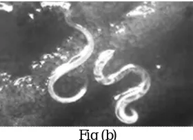 Fig (b) Input image is converted into gray scale image and noises are filtered. This image is output of  pre-processing stage