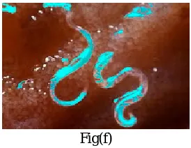 Fig(f)  