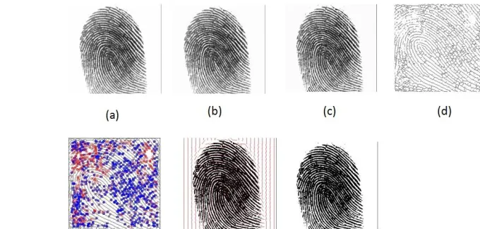Fig 7: (a)Input Image from NIST SD4 database,(b)Gray Scale Image,(c)Enhanced Image,(d)Thinned Image,(e)Extracted Minutiae,(f)Ridge  pattern reconstructed with orientation field.(g)final reconstructed fingerprint