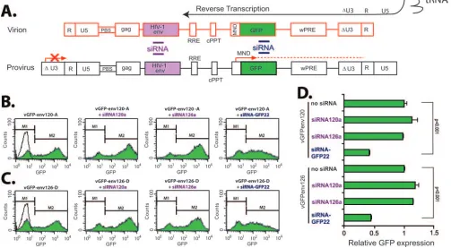 FIG. 4. Determining the sensitivity of incoming genomic HIV-1 RNA to siRNA degradation