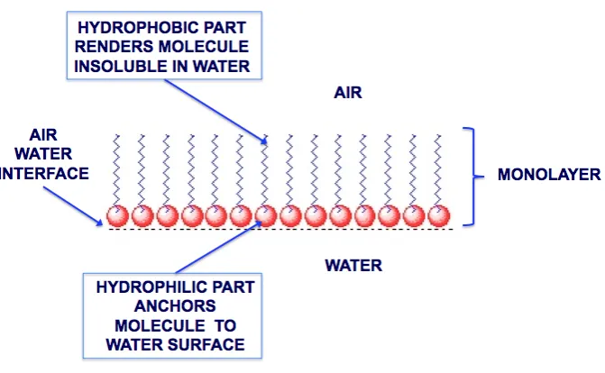 Figure 2.1: Amphiphilic nature of monolayers modiﬁed from Barnes (2008)