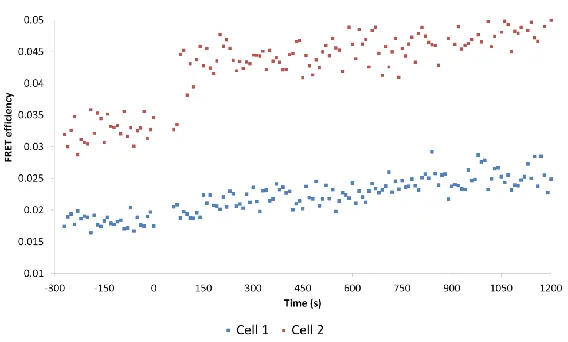 Figure 7: 3D-image stack of a 40 z-sections acquired in 400 s (1 section/10s) of an MCF-7 cell, taken pre and post EGF addition