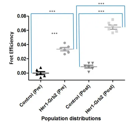 Figure 9: Statistical analysis comparing control MCF-7 cells expressing EGFR-EGFP with MCF-7 cells coexpressing EGFR-EGFP & Grb2-mCherry, both pre and post addition of EGF ligand