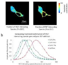 Figure 10: Data from figures 7 & 8 reanalysed by biexponential global analysis to determine the fraction of Her1-eGFP interacting by FRET with Grb2-mCherry
