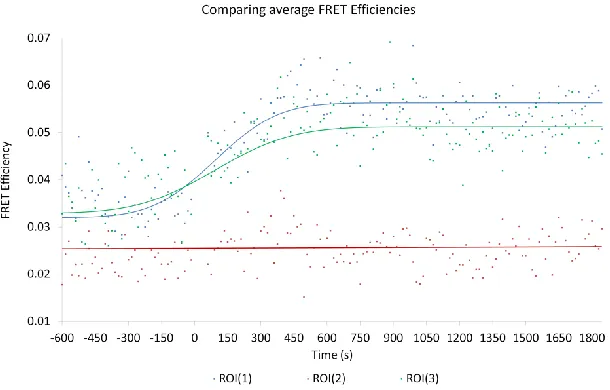 Figure 13: Average FRET efficiencies values of the ROIs are presented in the accompanying graph with 0 seconds indicating the moment that neuregulin addition occurs