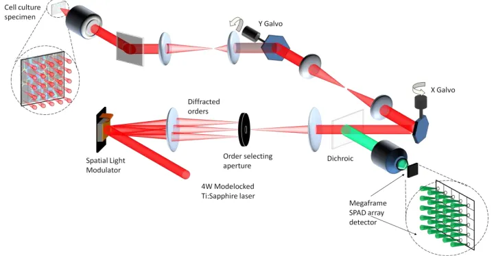 Fig. 1: Operational schematic of the multifocal multiphoton system. 