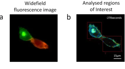 Figure 6: (a) Fluorescence widefield image highlighting the relative abundance of donor (green) and acceptor (red) in each cell