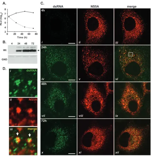 FIG. 3. dsRNA-containing foci are formed during the transient replication of HCV replicons