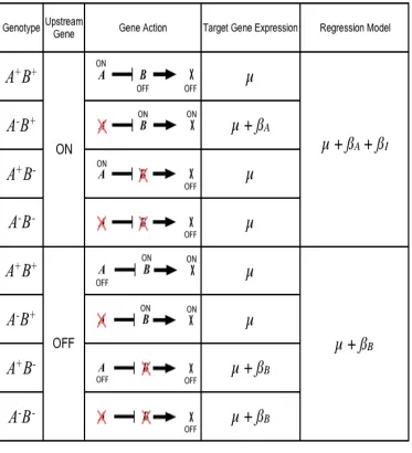 Figure 2.1 Modeling the relationship A is an upstream repressor of B. Gene B in turn enhances a target gene X