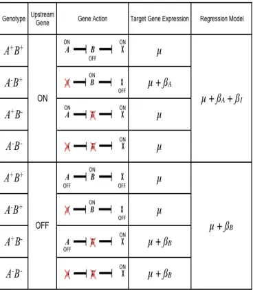 Figure 2.3 Modeling the relationship A is an upstream repressor of B, 