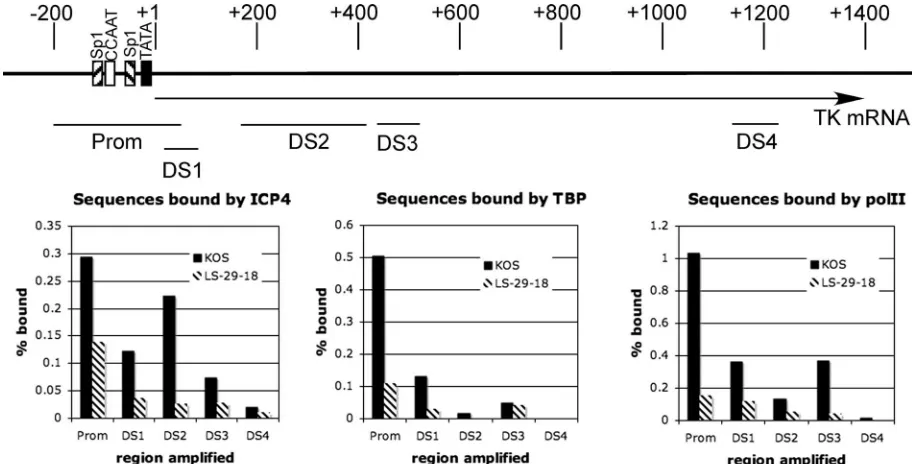 FIG. 4. Binding of ICP4, polII, and TBP to different regions of the tk gene. The top panel shows a schematic of the tk gene and promoter andthe regions which are ampliﬁed by the designated primers, which are listed in Table 1