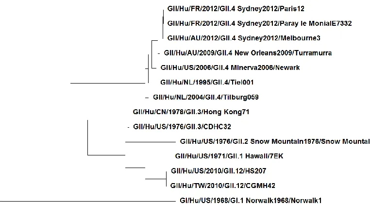 Figure 1.1 Example Phylogenetic Tree of Selected GII Strains. The tree is constructed based on only full-length VP1 sequences and contains the prototype GI.1 Norwalk Virus as an example of GI