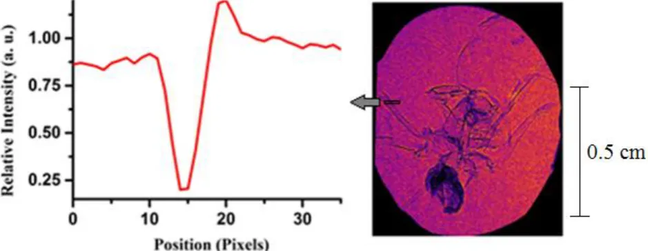 Figure 3. l.h.s: image obtained after 300 shots. r.h.s: relative intensity from the edge of a leg