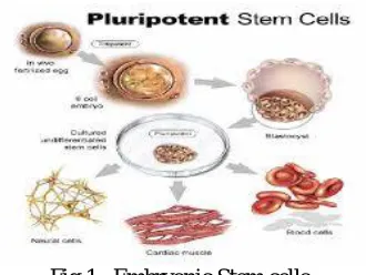 Fig 1.  Embryonic Stem cells  