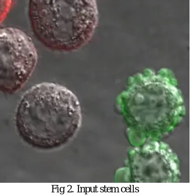 Fig 2. Input stem cells  