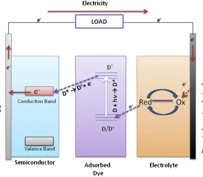 Figure 1-3. Schematic of the operative sequence of dye-sensitized solar cells. Reproduced from [20]