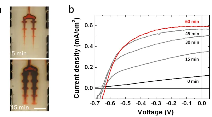 Figure 1-24. (a) Images illustrating the progressive infusion of dye and electrolytes through the gel-vascular network at 5 and 15 min after injection of the solution (injection rate is 10 ml/min)