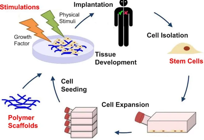 Figure 1. 1 General tissue engineering approach and critical components in the process