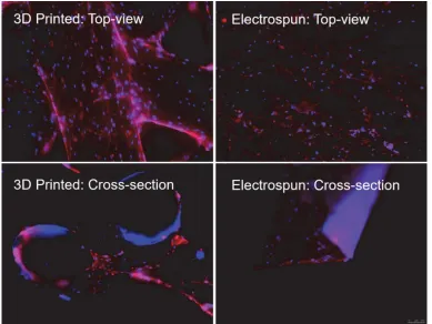 Figure 2. 6 Comparison of the top-view and cross-section view for human adipose-derived stem cells cultured on 3D printed and electrospun scaffolds