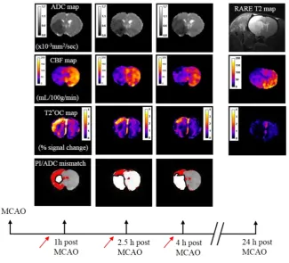 Fig. 1 Multimodal MRI for one coronal slice in a representative rat and timeline of experimental protocol