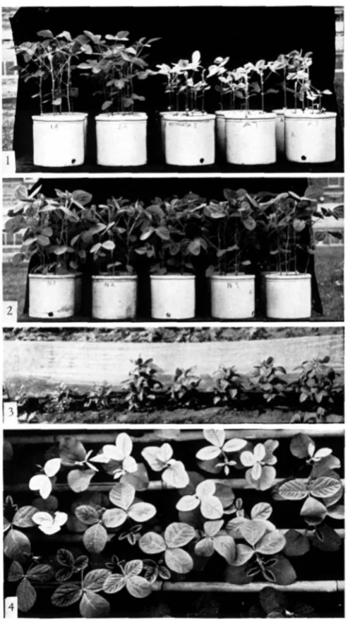 FIGURE 2.-Four eficient (left four pots) and six inenicient (right six pots) soybean varieties growing in soil with adequate available iron