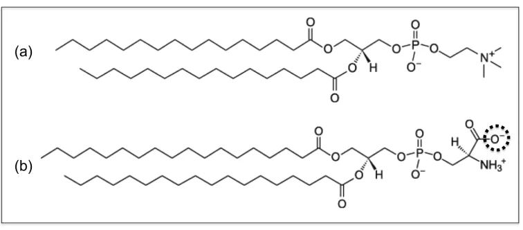 Figure 3.1:  Structure of (a) DPPC and (b) DSPS at a neutral pH.  At a low pH the oxygen atom in the dotted circle  becomes protonated