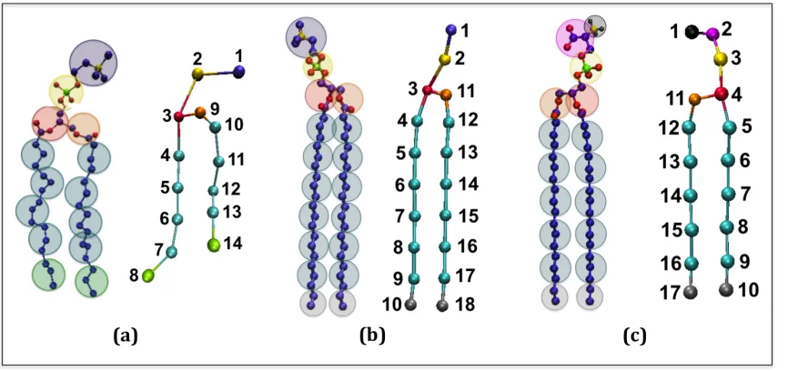 Figure 3.2:  United atom and coarse-grained representations of (a) DPPC. (b 21PC.  (c) DSPS