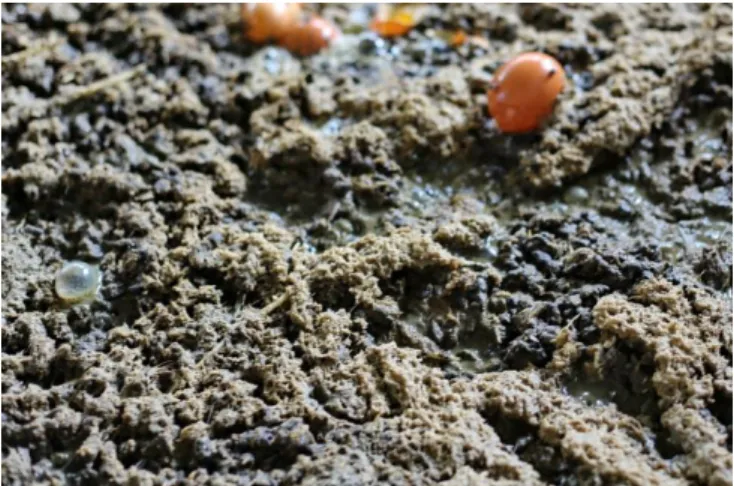 FIGURE 5    Bubble with methane emitting from chicken manure. 