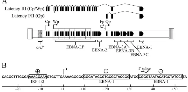 FIG. 1. EBNA-1 promoter usage and regulation. (A) Exon structures of EBNA-1 mRNAs expressed from Cp or Wp during the latency IIIprogram of EBV or from Qp during the latency I and II programs are shown relative to the EBV genome in its linear conﬁguration bounded by