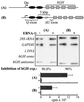 FIG. 2. EBNA-1 repression is posttranscriptional. The effect ofEBNA-1 on transcription from Qp was assessed by nuclear run-on