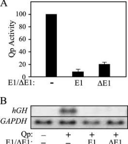 FIG. 3. EBNA-1 blocks mRNA processing. Primary transcript (PT)mRNA(pOGH.059; top) in the absence or presence of EBNA-1 in transiently