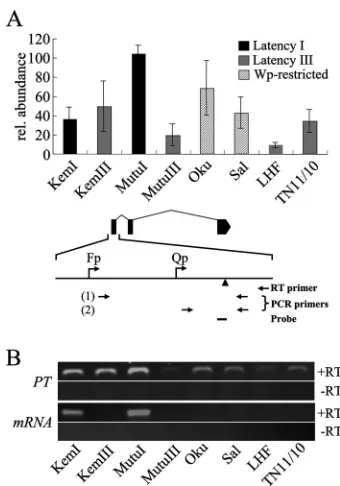FIG. 6. EBNA-1 is bound to Qp during latency I and latency III.Detection of EBNA-1 occupancy of Qp by ChIP during latency I and