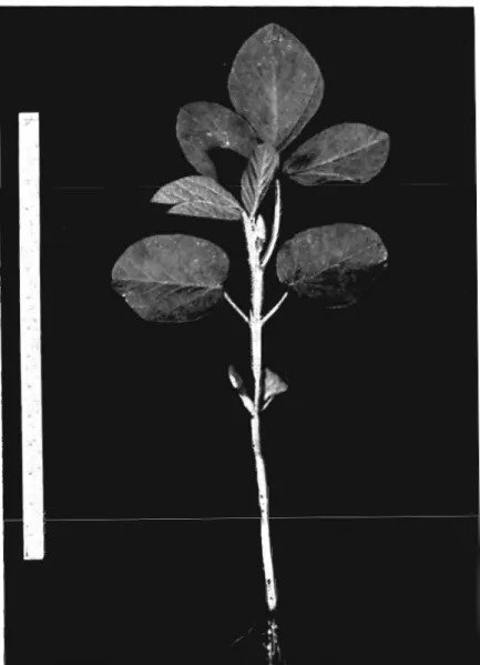 Fig.  1.  Stage  of  growth  1.  First  trifoliate  leaf  completely  unrolled:  second  trifoliate  leaf  unrolllujf