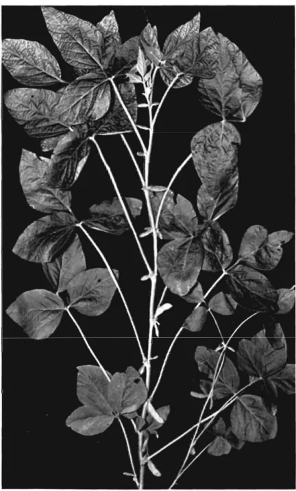 Fig.  4.  Stage  of  growth  7.  Poda  plainly  evident  in  tops  of  )Iant..  Lower  pod
