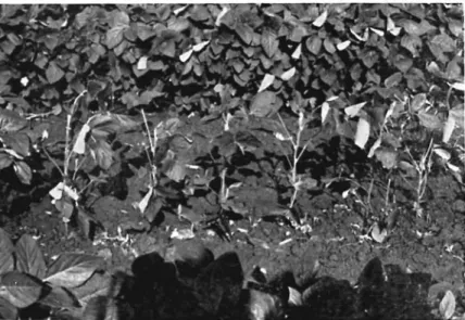 Fig.  11.  Part  of  a  row  in  which  75  percent  of  the  plants  were  cut  orr  at  gmuncl  level  at  full  bloom  stage,  stal(e  of  growth  5