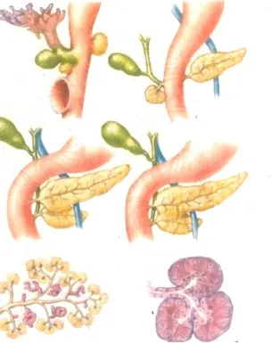 FIG 2 DEVELOPMENT OF PANCREAS