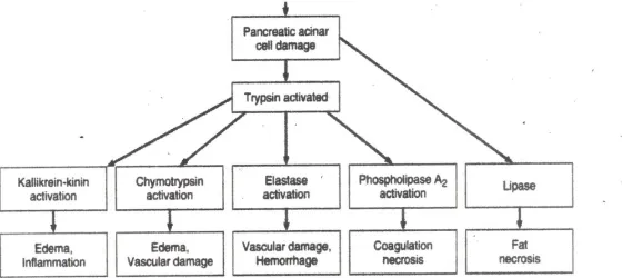 FIG 3 PATHOPHYSIOLOGY OF PANCREATITIS 